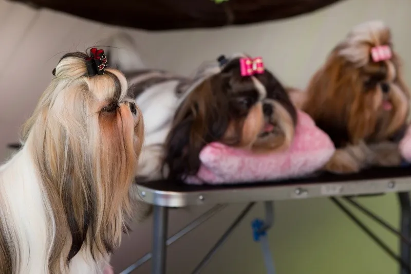 無理のない繁殖と健やかな子犬育成