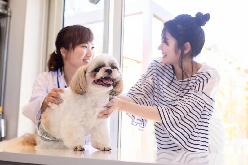 健康で人懐っこい子犬を心を込めて育成