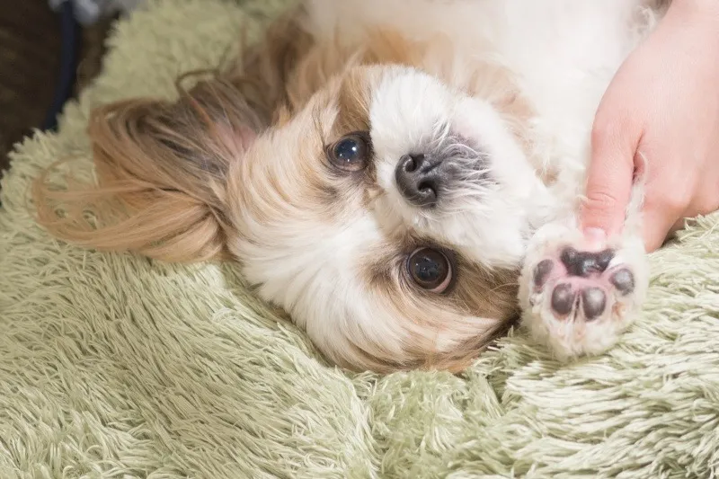 初めて迎え入れる際も安心の子犬選び