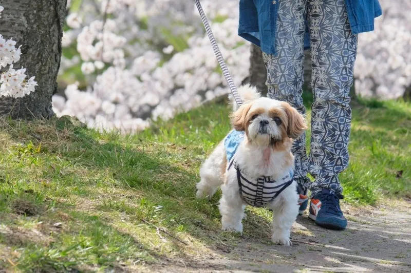 家族の一員となる子犬との出会い
