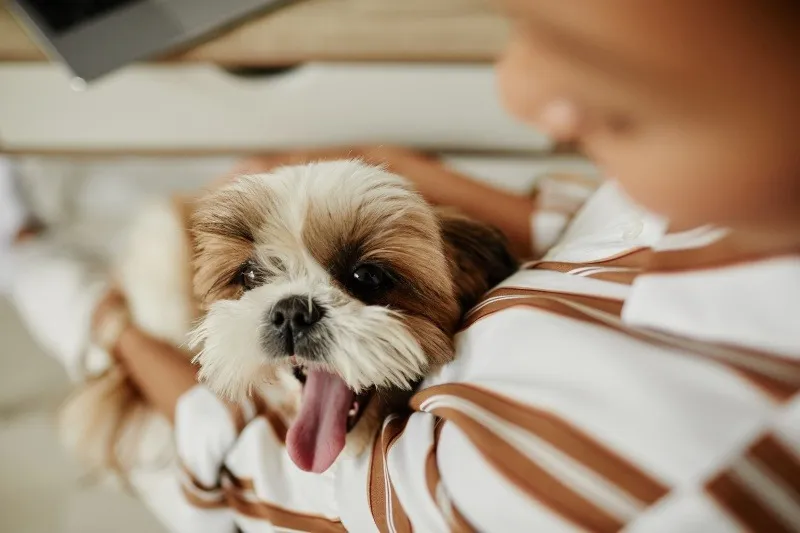 安心して迎えられる子犬との暮らし