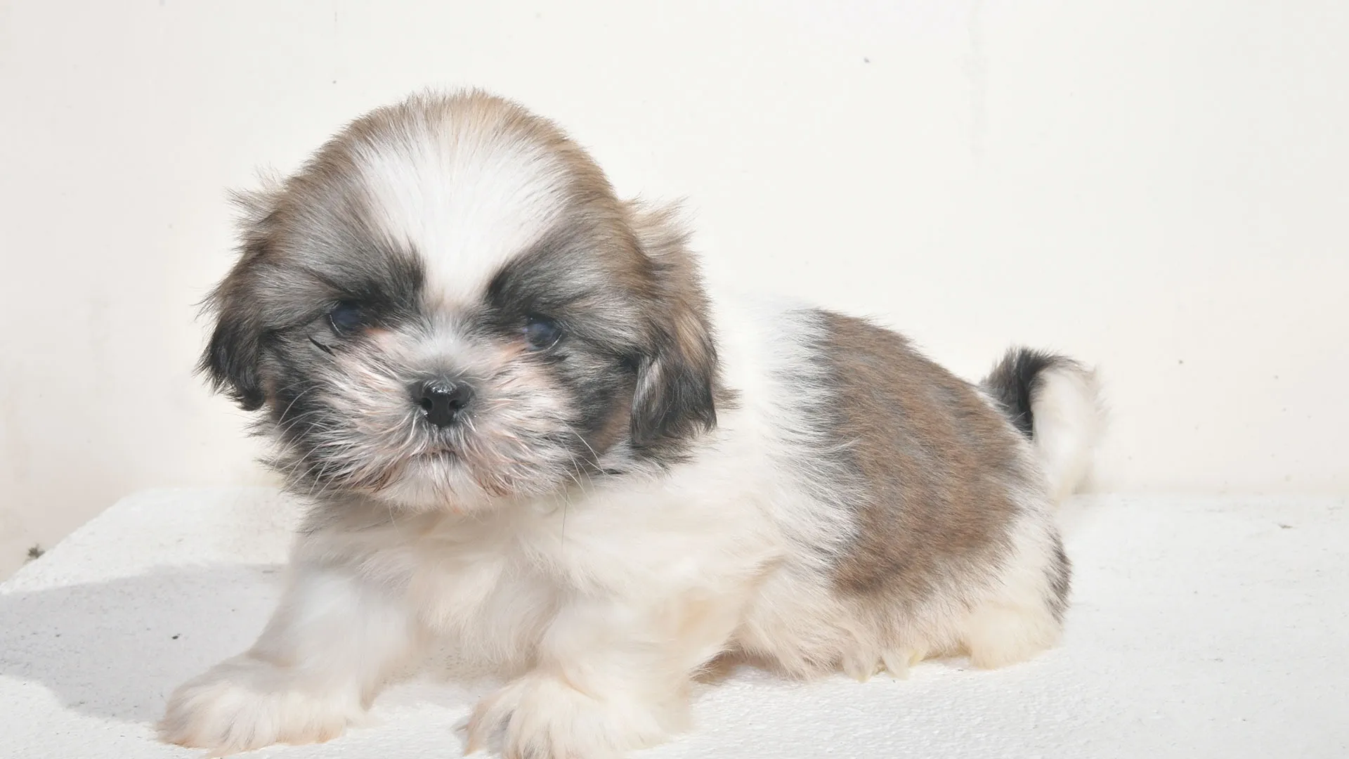 初回ワクチンと引き渡しの安心基準