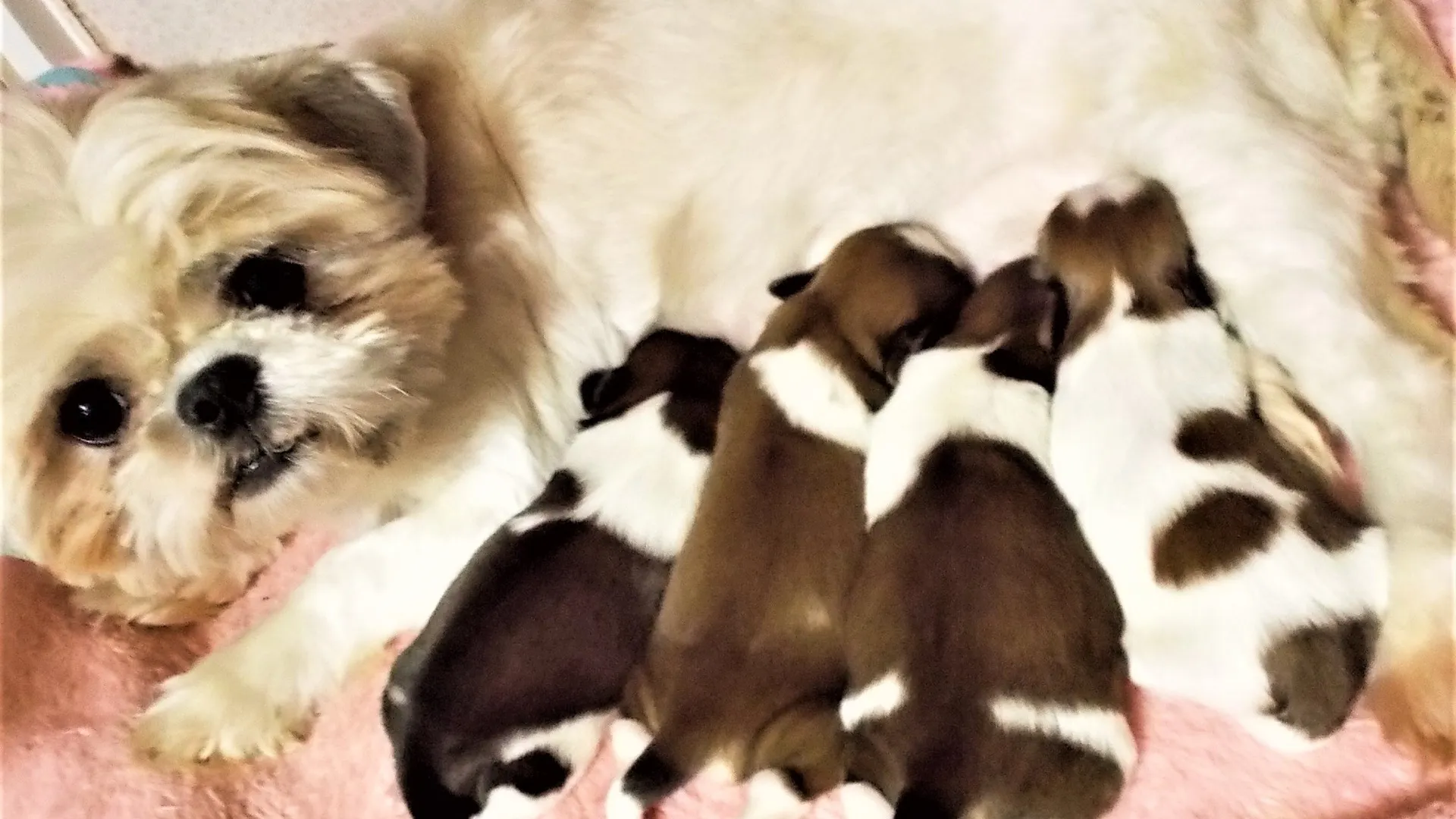 親犬見学と健やかな繁殖管理体制