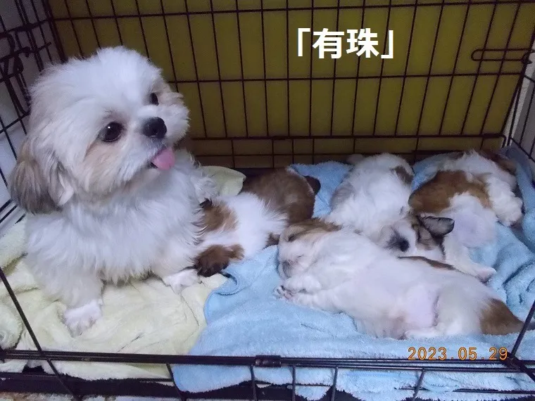 無理のない繁殖と健やかな子犬育成