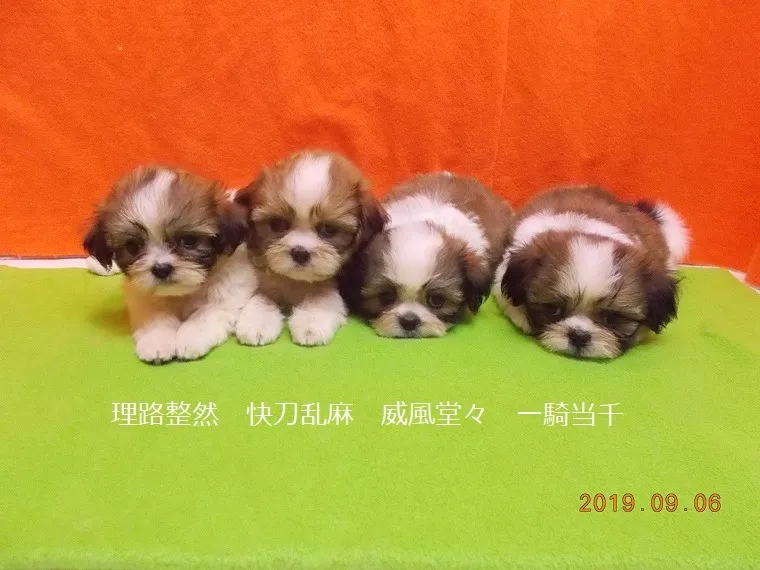 無理のない繁殖と健やかな子犬育成