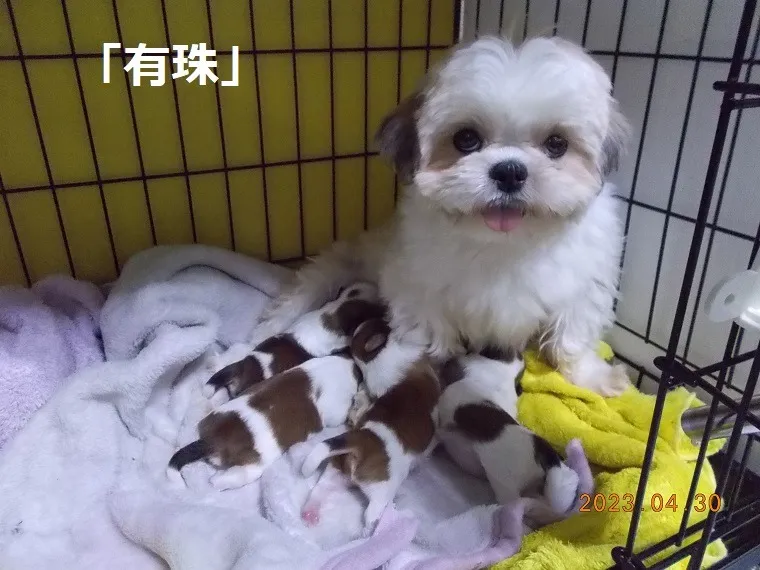 無理のない繁殖と健やかな子犬育成