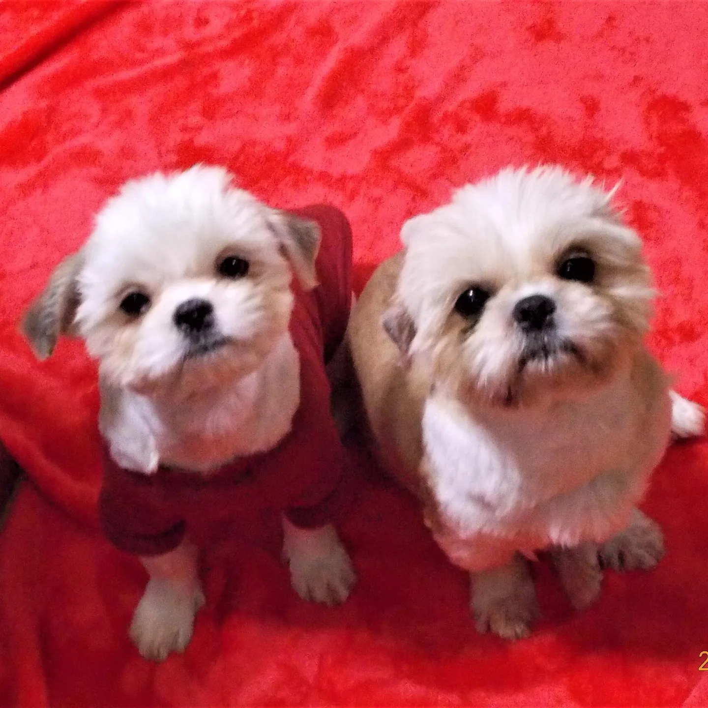 こんにちは!天使道場です。