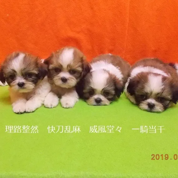 こんにちは！天使道場です。