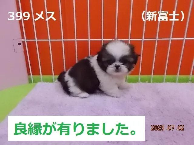 399 メス　新富士（しんふじ）