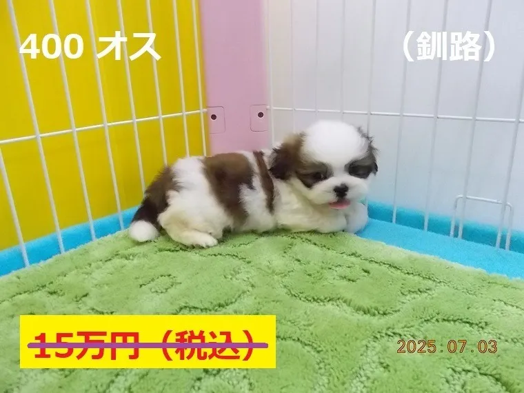 400 オス　釧路（くしろ）