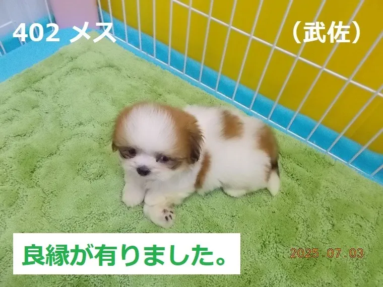 402 メス　武佐（むさ）