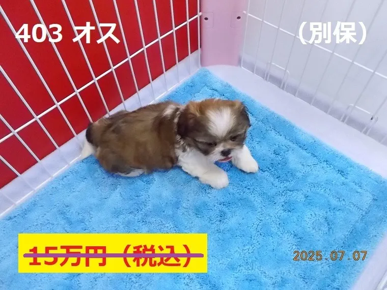 403 オス　別保（べっぽ）