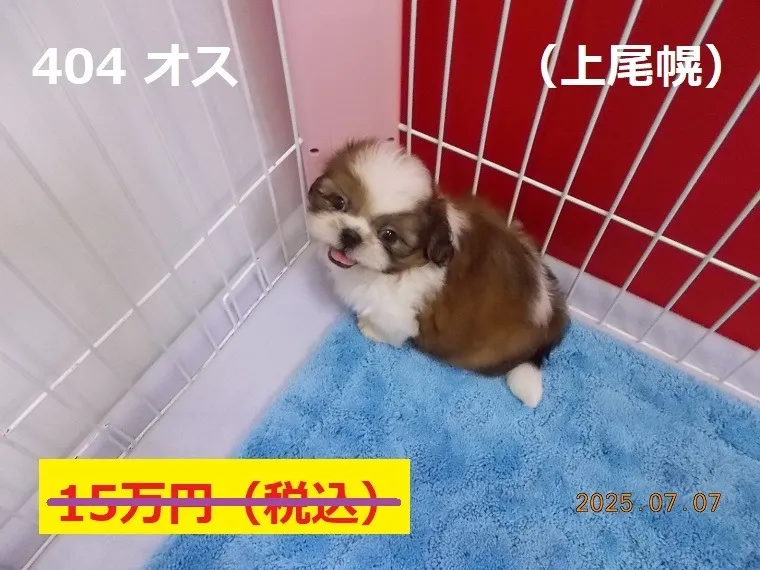 404 オス　上尾幌（かみおぼろ）