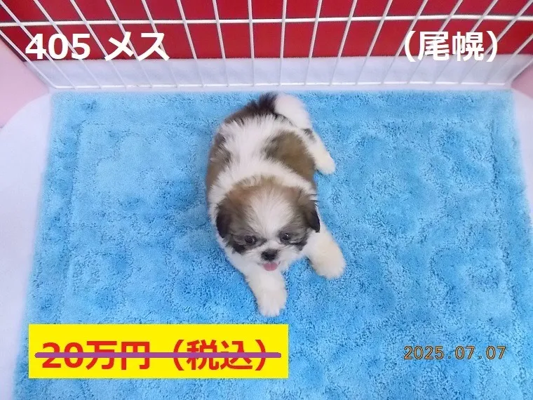 405 メス　尾幌（おぼろ）