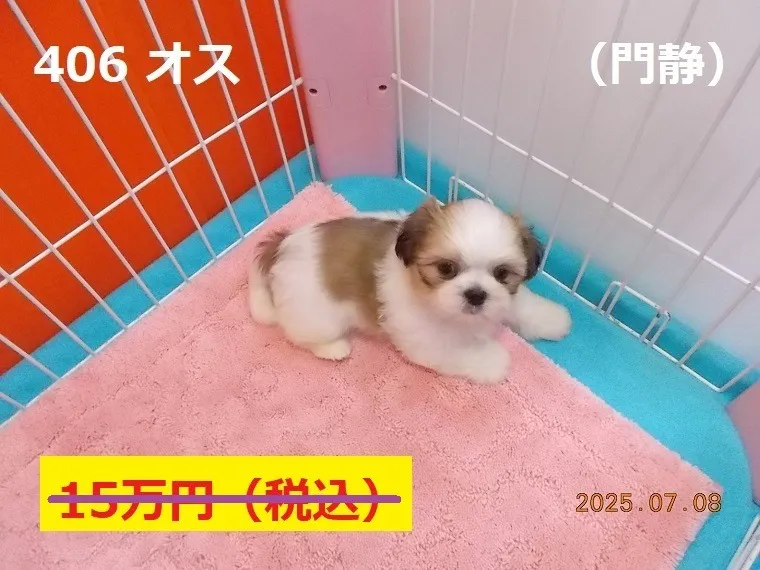 406 オス　門静（もんしず）