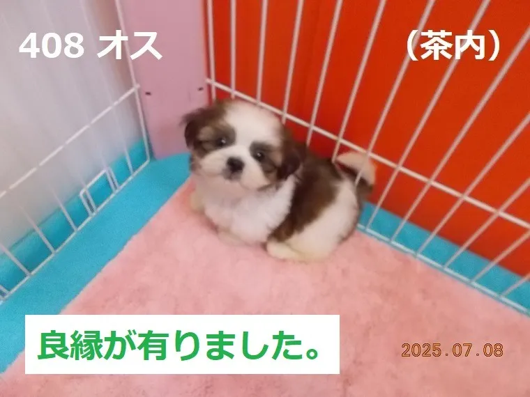 408 オス　茶内（ちゃない）