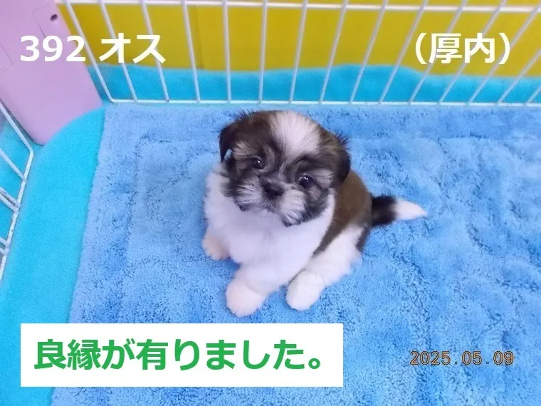 392 オス　厚内（あつない）
