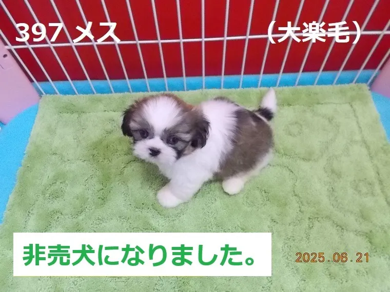 397 メス　大楽毛（おたのしけ）