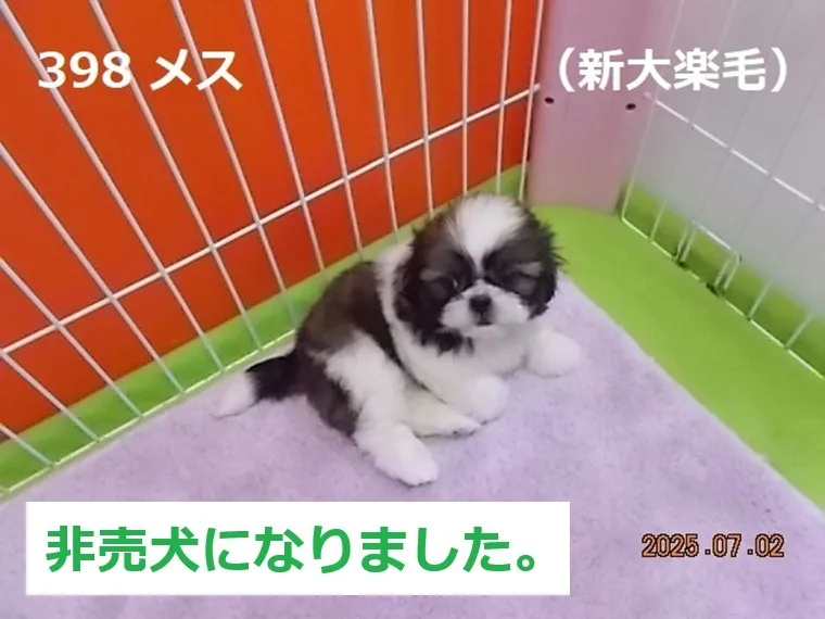 398 メス　新大楽毛（しんおたのしけ）