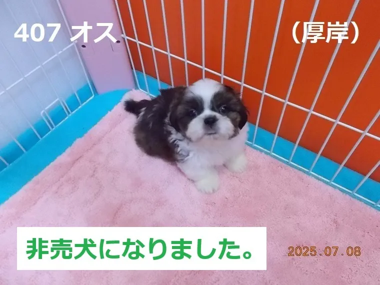 407 オス　厚岸（あっけし）