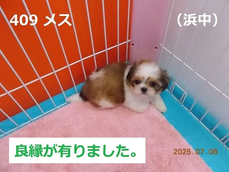 409 メス　浜中（はまなか）