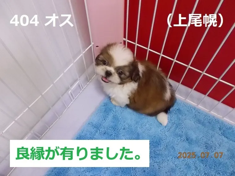 404 オス　上尾幌（かみおぼろ）