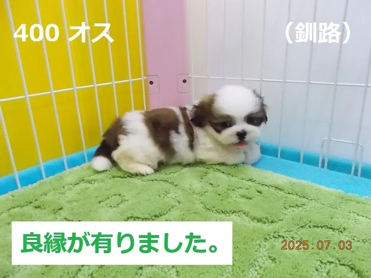 400 オス　釧路（くしろ）