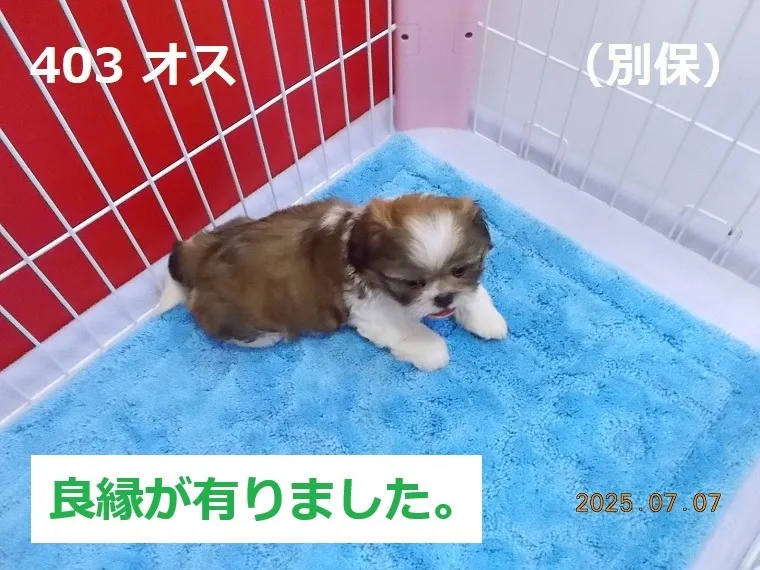 403 オス 別保(べっぽ)