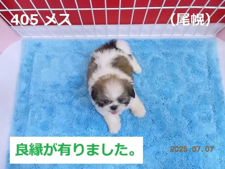 405 メス 尾幌(おぼろ)