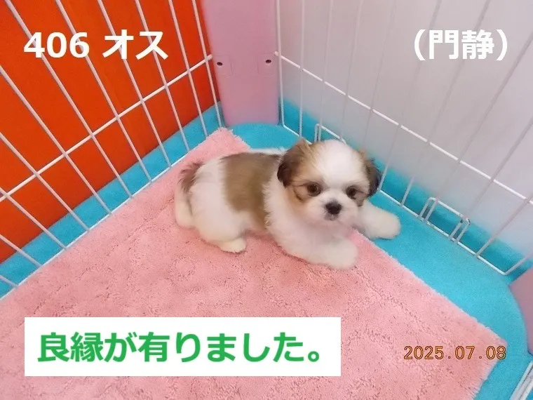 406 オス 門静(もんしず)