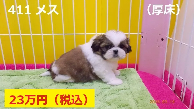 411 メス　厚床（あっとこ）