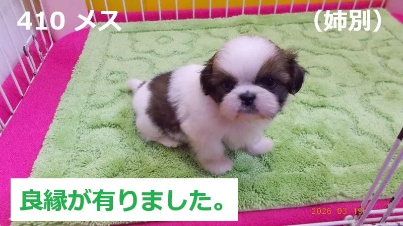 410 メス　姉別（あねべつ）