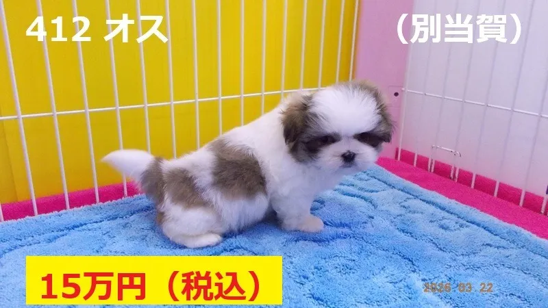 412 オス　別当賀（べっとが）