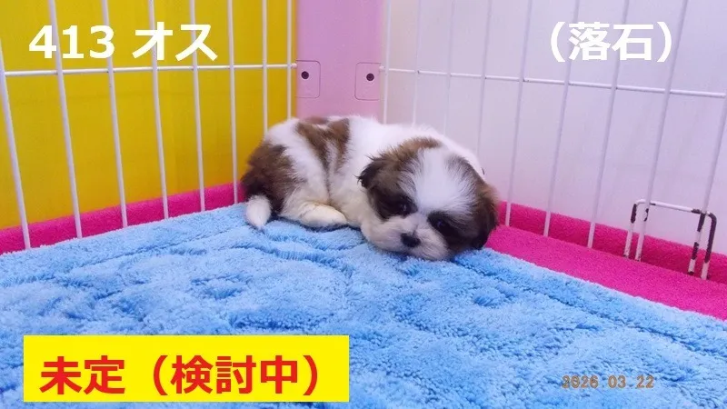 413 オス　落石（おちいし）