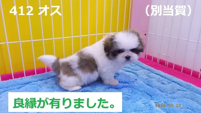 412 オス　別当賀（べっとが）