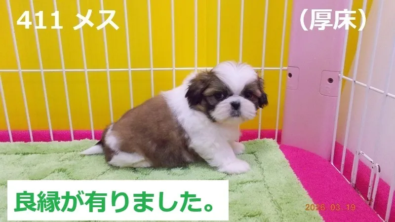 411 メス　厚床（あっとこ）