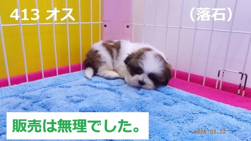 413 オス　落石（おちいし）