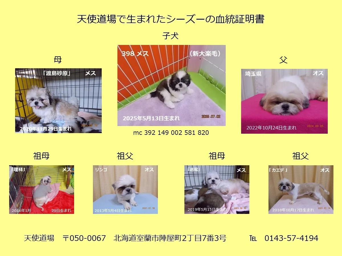 子犬のデビュー予定と臨時休店