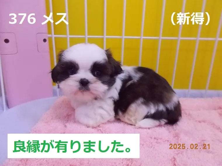 376 メス 新得（しんとく）