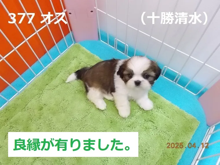 377 オス 十勝清水（とかちしみず）