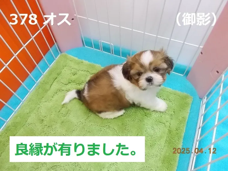 378 オス 御影（みかげ）