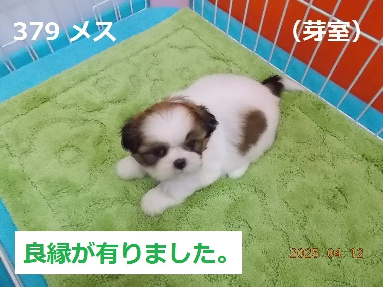 379 メス 芽室（めむろ）