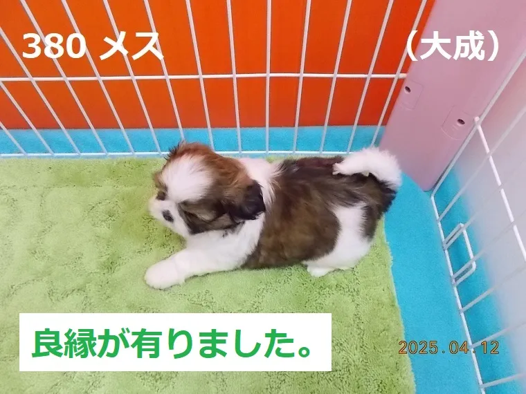 380 メス 大成（たいせい）