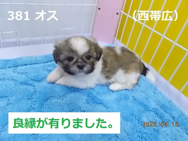 381 オス 西帯広（にしおびひろ）