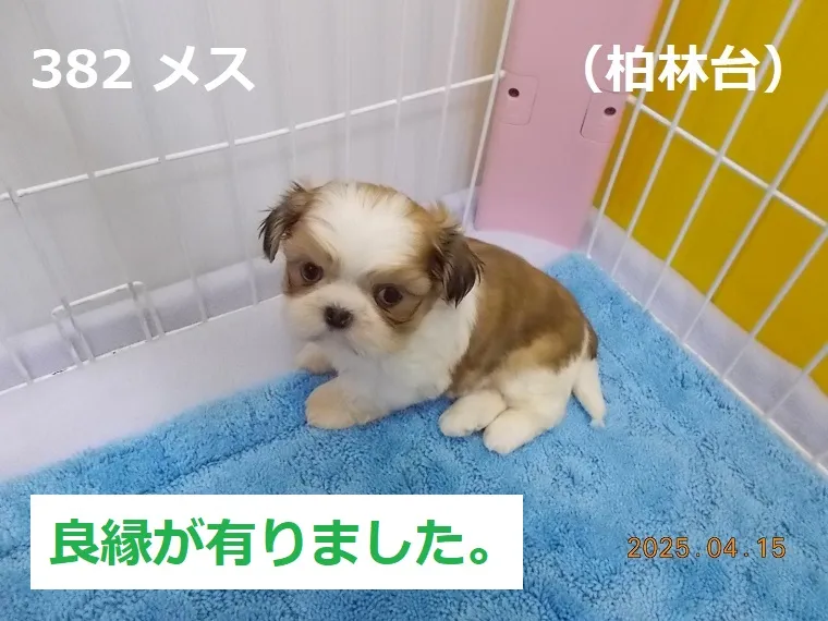 382 メス 柏林台（はくりんだい）