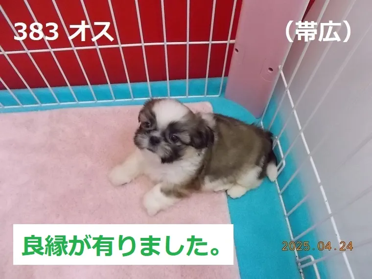 383 オス 帯広（おびひろ）