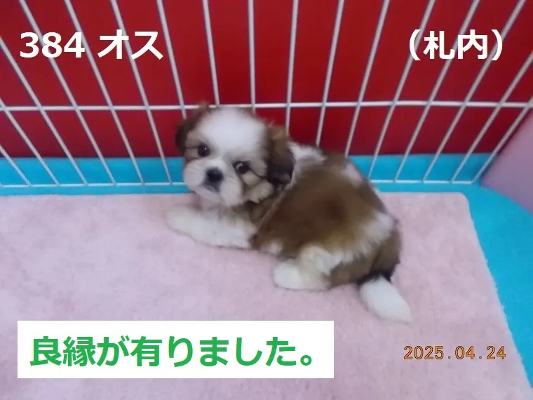 384 オス 札内（さつない）