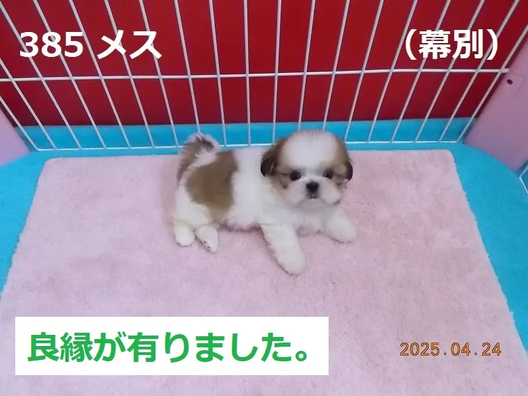 385 メス 幕別（まくべつ）