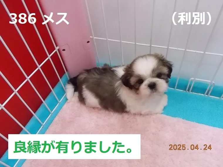 386 メス 利別（としべつ）