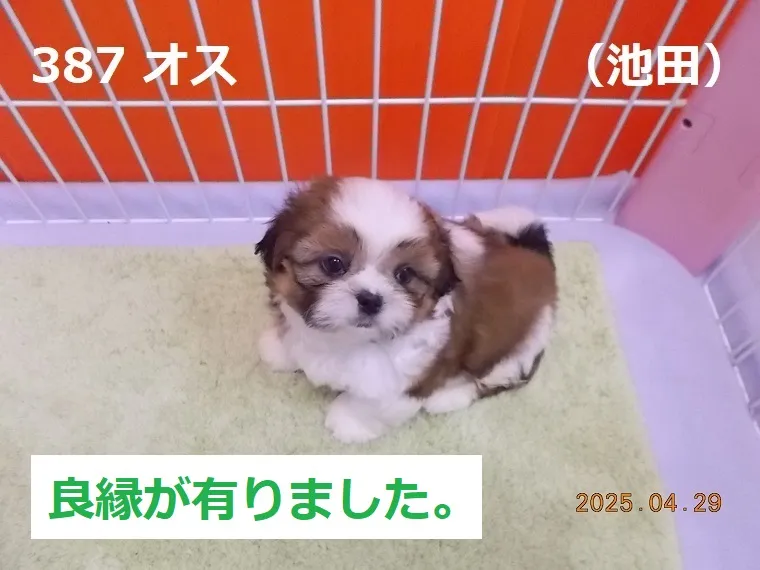 387 オス 池田（いけだ）